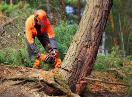 How Our Tree Care Process Works  in  Taylorsville, UT
