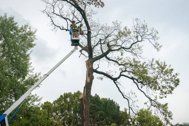 Professional Tree Care in Taylorsville, UT